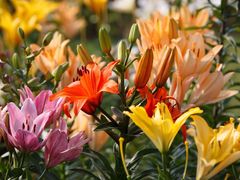 �J�C������̑��܂����܃V�[�T�C�h�p�[�N�ւ̓��e�ʐ^1