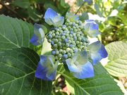 ͒jN̉ʎqTG{ЍH̓eʐ^1