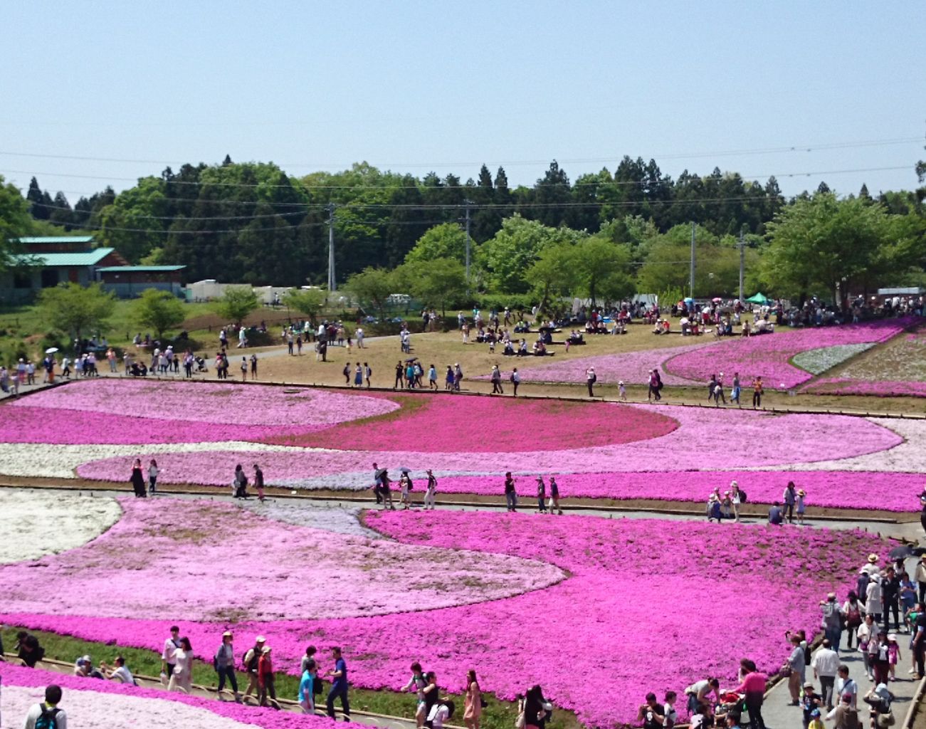 羊山公園の芝桜