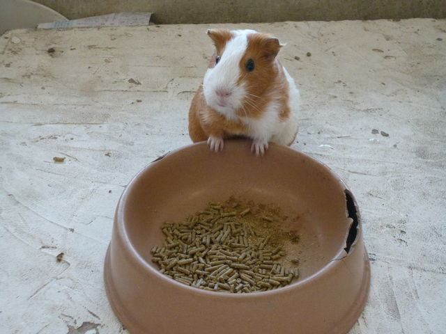 CIMoff animal world BIGHOPK[f[󐼓X̓eʐ^1