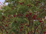 ߂̂̋̃iiJ}h̓eʐ^1