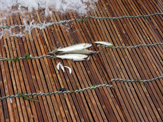 ̂オĂ_߉ϐiȖ،ߐ{GRsj