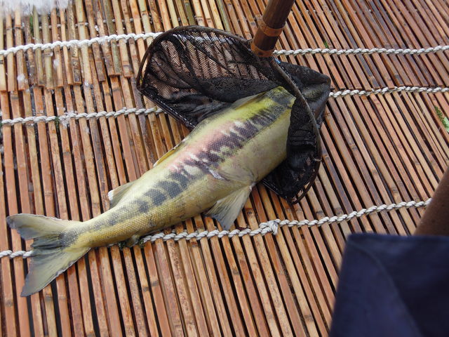 ł͂Ȃ_߉ϐiȖ،ߐ{GRsj