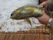 }Tm̓߉ϐiȖ،ߐ{GRsj̓eʐ^5