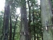 e񂳂̉͌Ԑ_Ђ̓eʐ^3