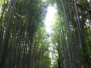 rascalrie̒|̎ق̓eʐ^1