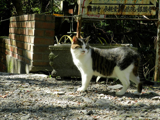 猫も昼の集会中でした_哲学の道（京都府京都市）