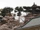 ぼりさんの霞ヶ城公園の桜への投稿写真2