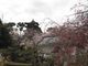ぼりさんの霞ヶ城公園の桜への投稿写真4