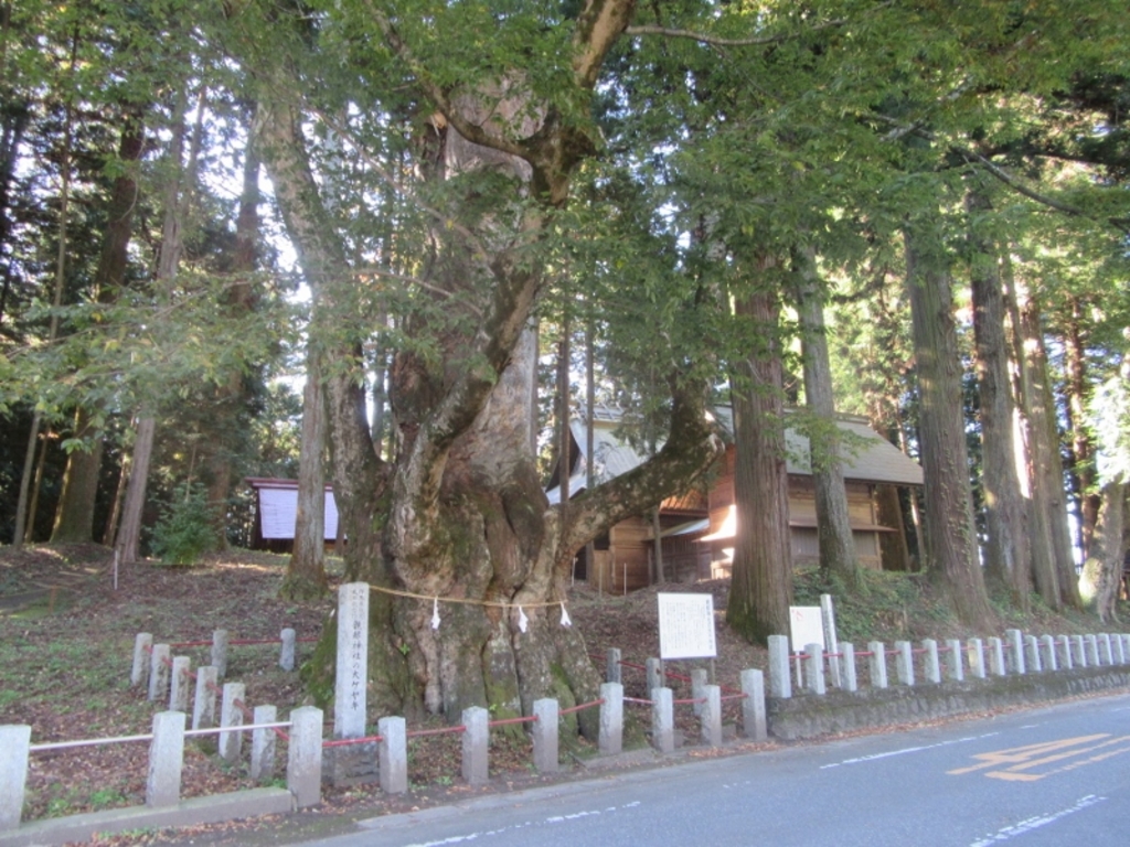 親都神社の大ケヤキ