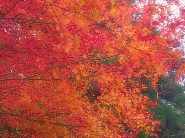 񂶂񂳂̔kR̍gt̓eʐ^1