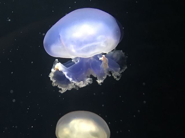 �����j�����c�Ƃ�_�߉��s�����ΐ�����