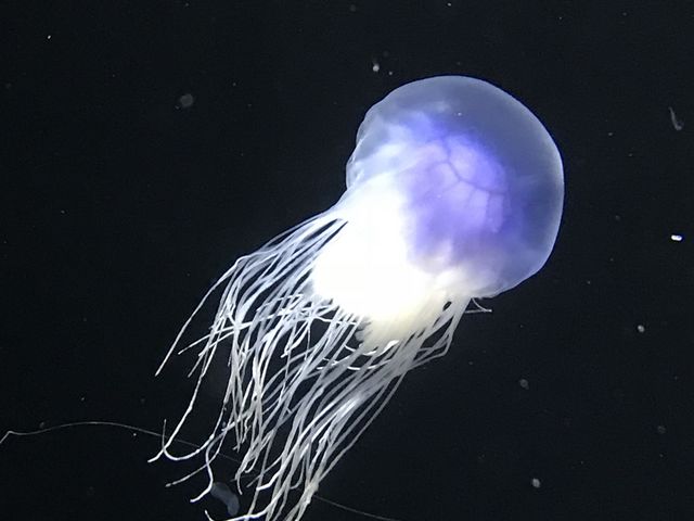 �D��ɉj�����c�Ƃ�^ ^_�߉��s�����ΐ�����
