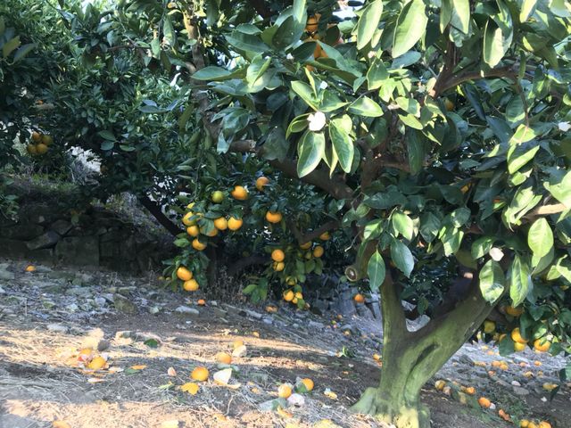 ��Ȃ�݂̂���I_��̑��q�ό��݂���