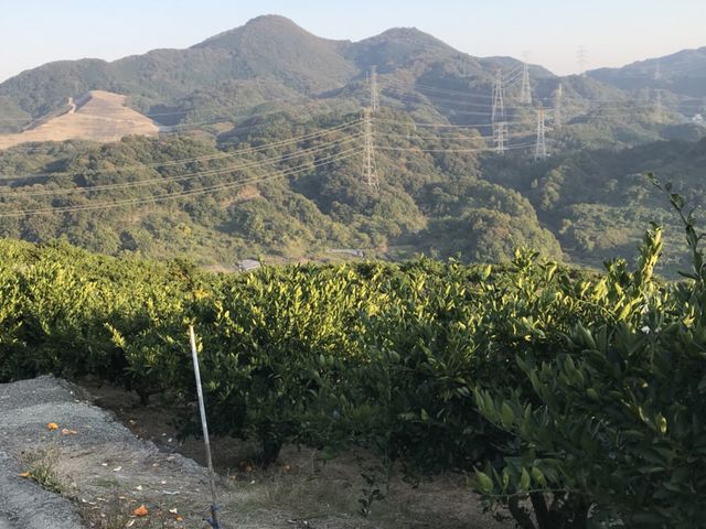 �i�F���ƂĂ��ǂ��ł��I_��̑��q�ό��݂���