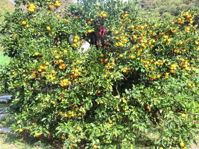 񂿂傳̎щ^݂̓eʐ^1