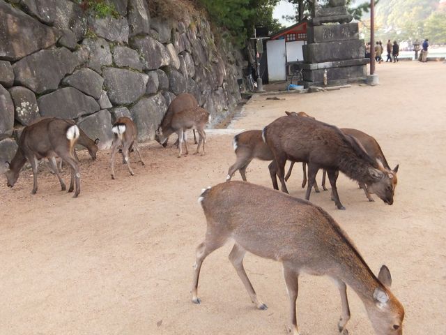 神鹿物語 ワイルドライフ 奈良のシカの 野生 を見た 野生鹿と人間の共生の難しさ ミーハーライフ