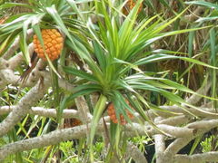 アダンのクチコミ一覧 - じゃらんnet