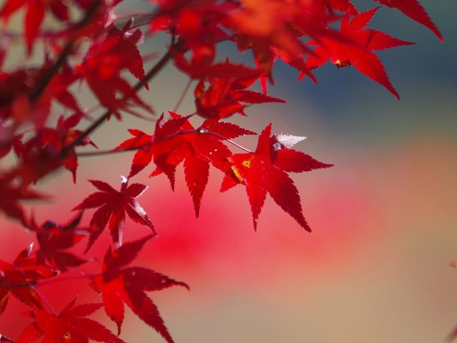 ���炩���w�i�ƍg�t�̃A�b�v�B_�䂤�������R�̐X�i���F�V�����L�����v��j