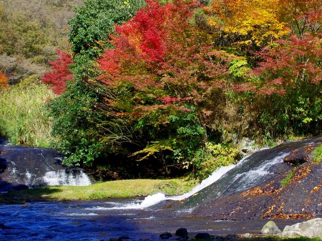 ��̌k���̍����n�_�ł��B_�䂤�������R�̐X�i���F�V�����L�����v��j