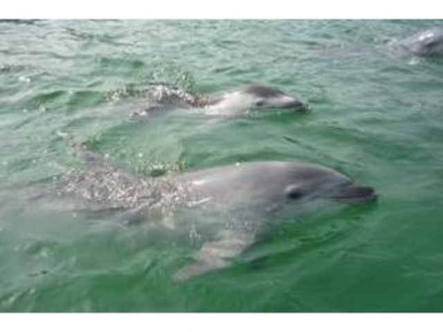 �h���t�B���X�C���͂�������_���{�h���t�B���Z���^�[