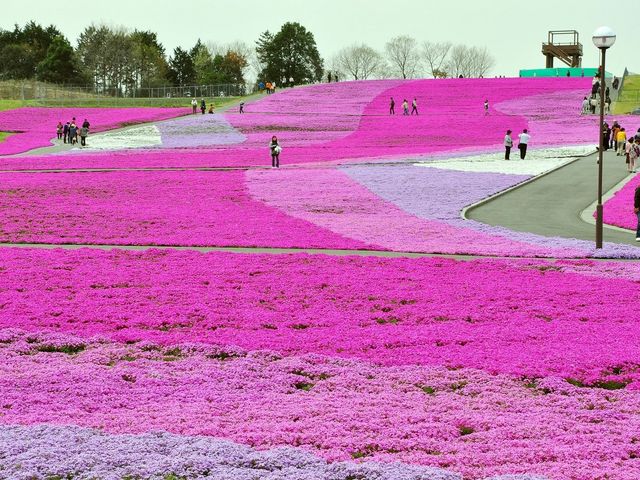 N₩Ȃ҂񂭂ł_sLł𗬃Z^[