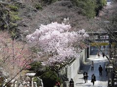 ぼりさんの金刀比羅宮神苑の桜花の投稿写真3