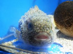 日本海に住む珍魚 コンペイトウ 越前松島水族館の口コミ じゃらんnet