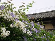 rika̓{ƒ뉀uÏvƃo̓eʐ^1