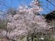 ぼりさんの金刀比羅宮神苑の桜花の投稿写真2