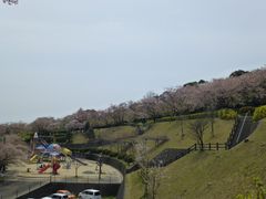JOEさんの眉山治山祈念公苑の桜の投稿写真1