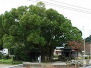 JOE����̎q���ω��̑�N�X�̓��e�ʐ^1