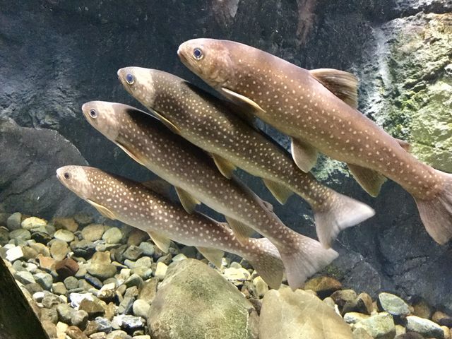 4�C�ŘA�Ȃ��ĉ����B_�T�P�̂ӂ邳�Ɛ�ΐ�����