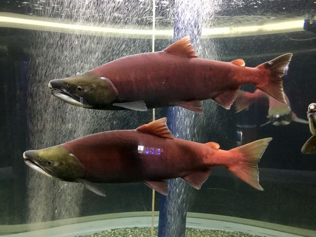 �Ԃ��F�����ꂢ�B���\�傫�������B_�T�P�̂ӂ邳�Ɛ�ΐ�����