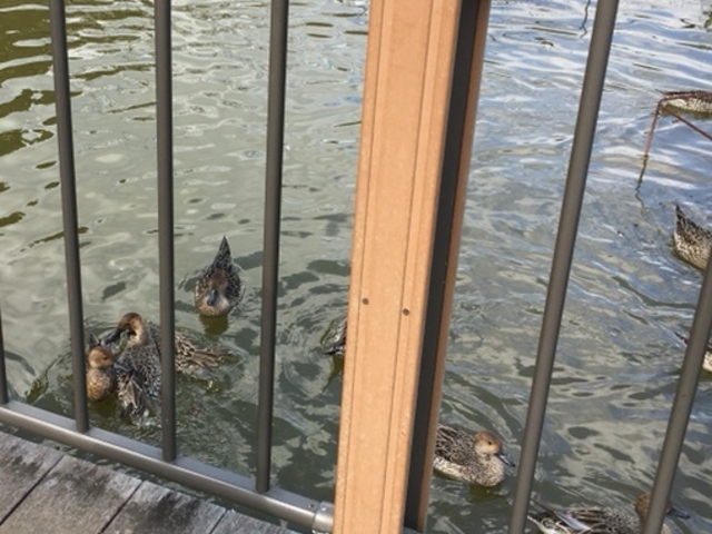 �G�T��������Ƃ����������Ă��܂��B_���P�Y����