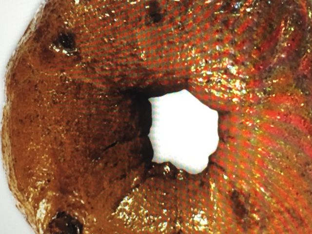 ��������x�[�O��_BAGEL��BAGEL �Ȃ�΃p�[�N�X�X