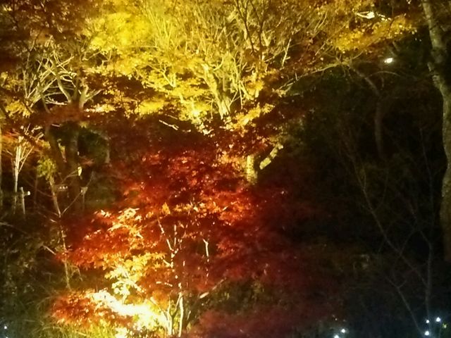 ���}�̓��̒��ԏ�̍g�t_�L�n���� ���}�̓�