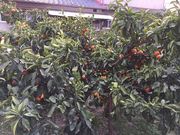 Ђł݂݂̂₰iKm̓eʐ^1