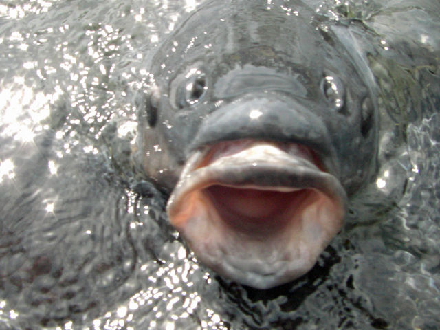 �H��������_�X�[�p�[���N�����h�@�؂̂�