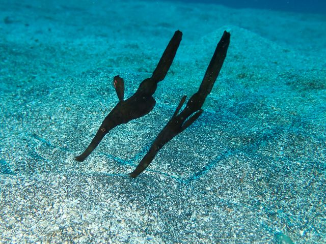 �J�~�\���E�I_���[�t�@���C�_�[�Y