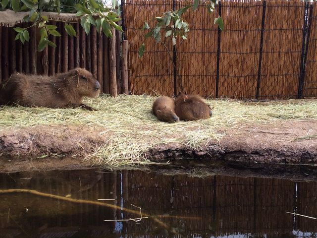 �Ƃ��퓮����