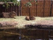 Ђ񂳂̂Ƃ퓮̓eʐ^2