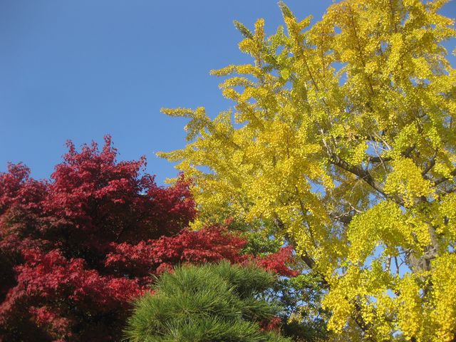 �ԁA�΁A���F�̃R���g���X�g������Ȃ��g�t_�I�ь����̍g�t