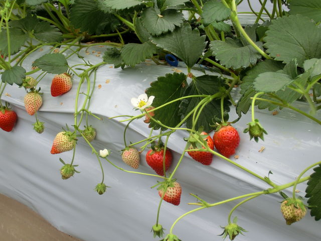 ���������C�`�S_���؂������_��