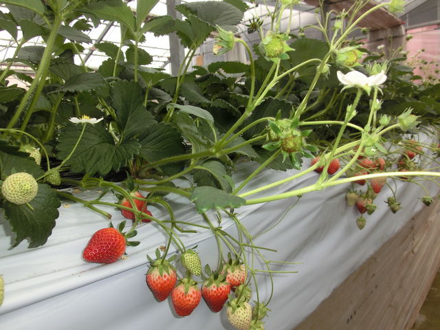 �s���͂����������_���؂������_��