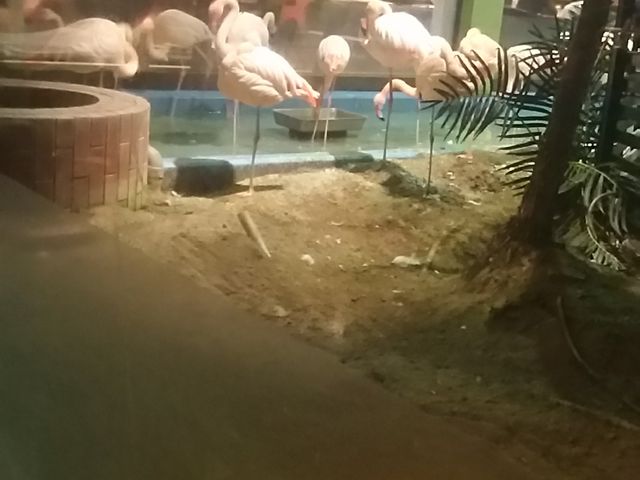 t~SŏɂȂȂ_qR  SRt~S