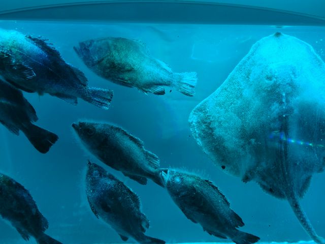 中の写真_氷の水族館-Ice Aquarium-