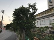 topologỹfCS̓eʐ^1