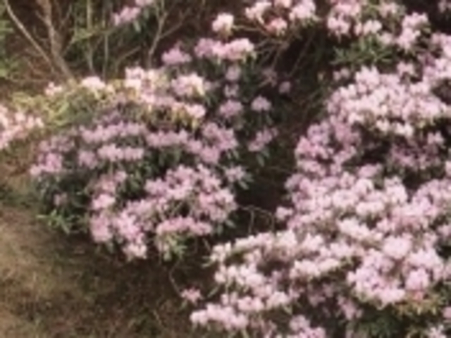 tXs[h̎uC̑VNiQ̓eʐ^1