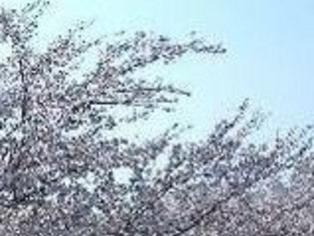 舞鶴公園の桜_舞鶴公園の桜